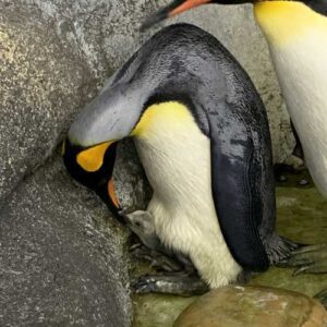 King penguin with chick