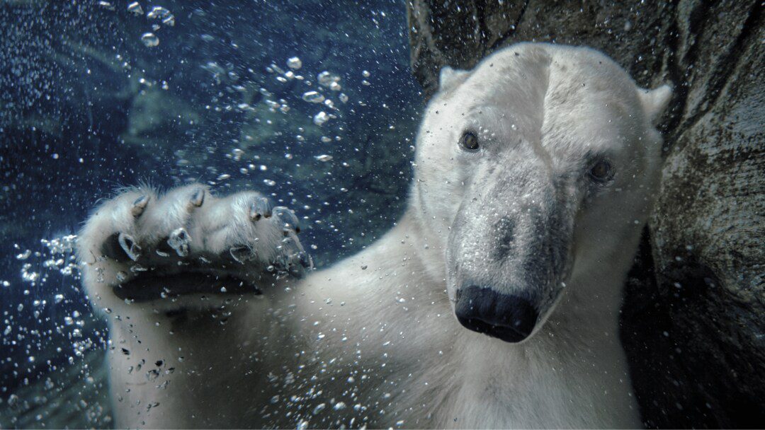 Waving Polar Bear