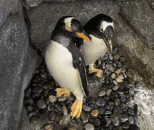 Gentoo penguin