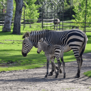 Zebra mom Genna and foal