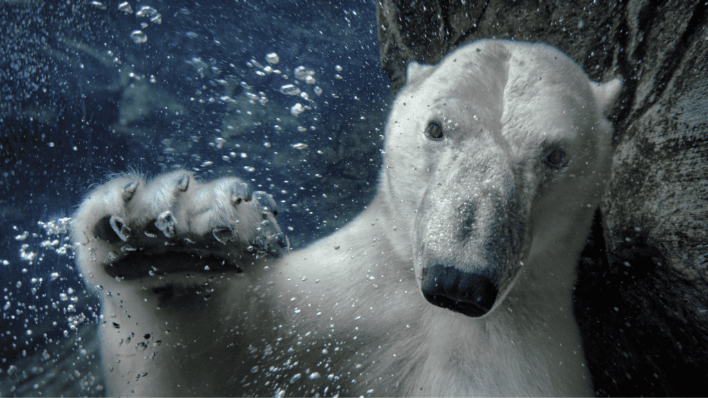 Polar Bear